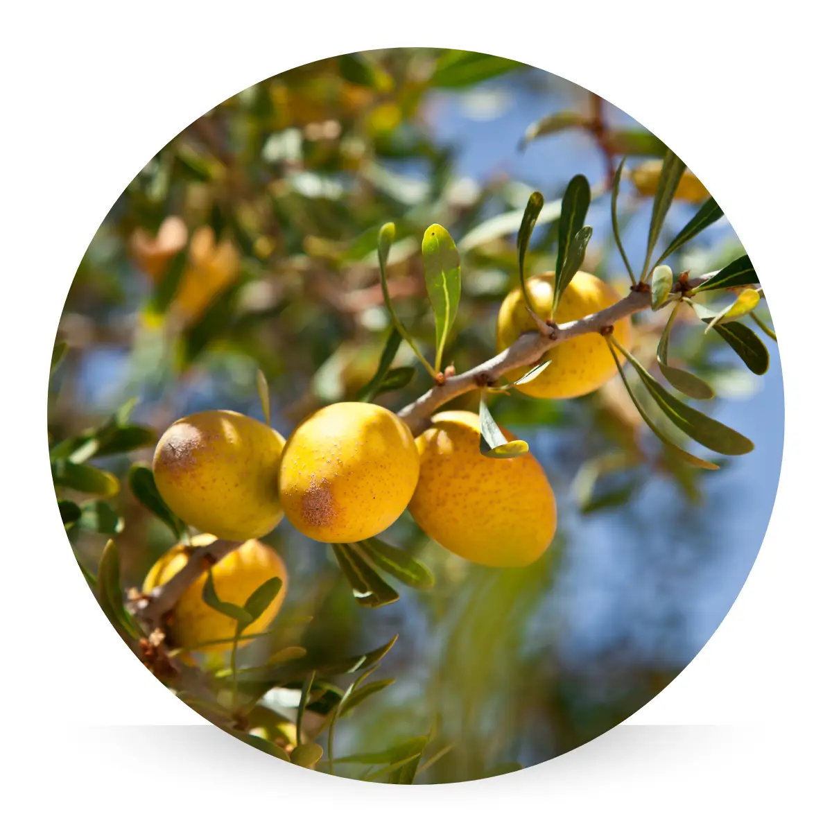 Golden argan fruits on a tree branch, rich in antioxidants and fatty acids, known for softening skin and helping restore hydration and elasticity.